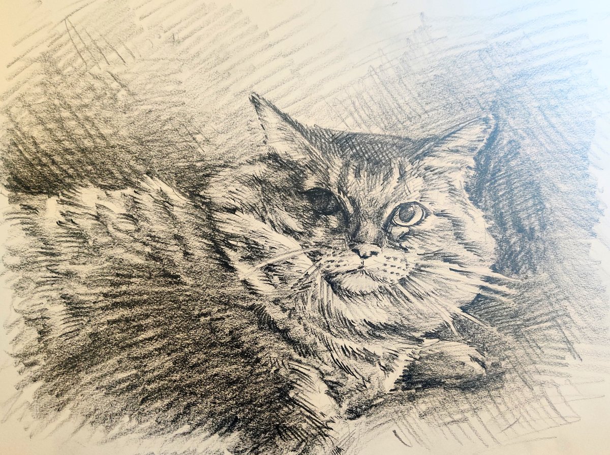 Pencil drawing of an elder cat facing the viewer.