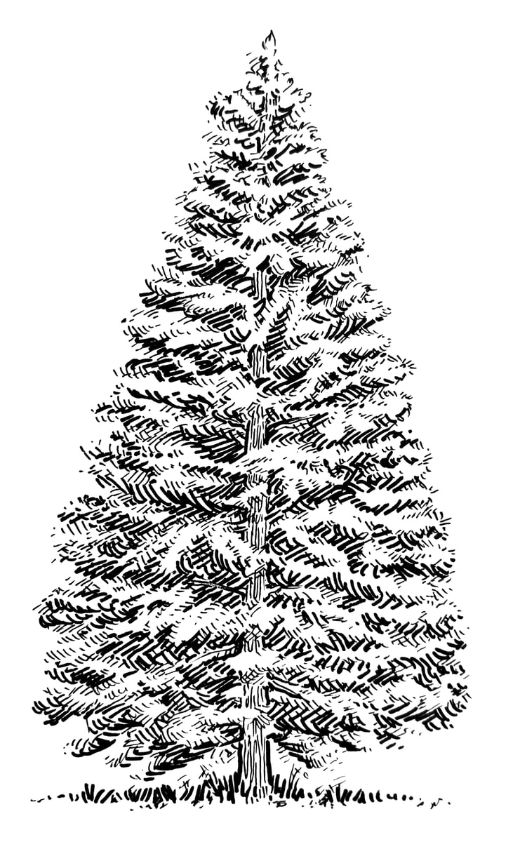 Pen and ink drawing of a pine tree commissioned for West Gibson