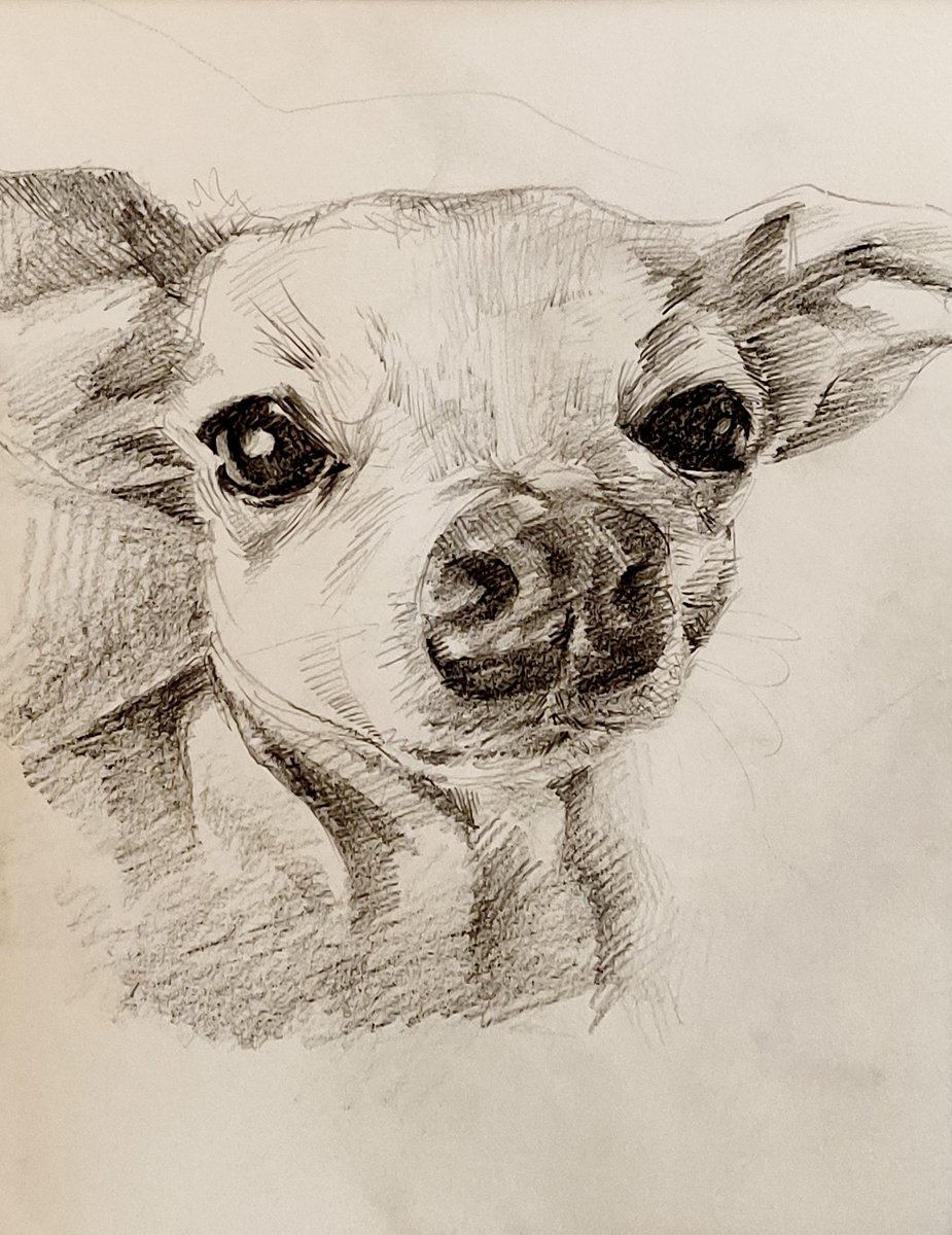 Pencil drawing of chihuahua portrait in extreme closeup.